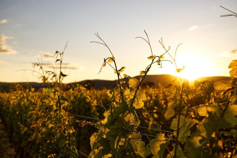 Wohnen in den Weinbergen Wohnen in den Weinbergen
