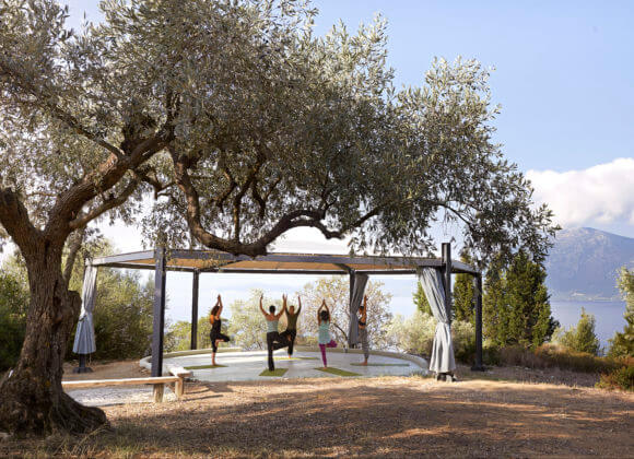 SIYShala&Olivetree