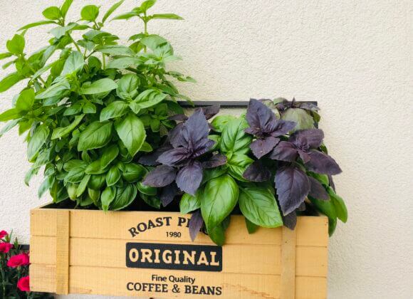 Menthe, basilic & Co - des recettes au goût d'été Unknown