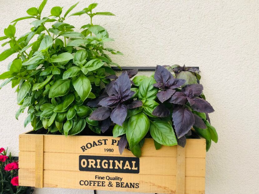 Mint, basil & co - recipes that taste like summer Unknown