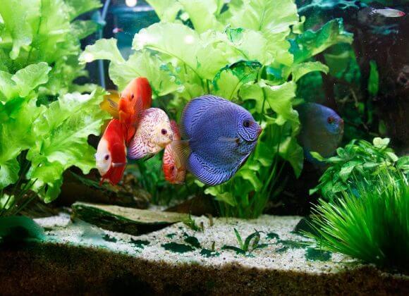 fish-2204687_1280