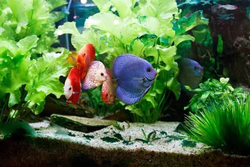 fish-2204687_1280