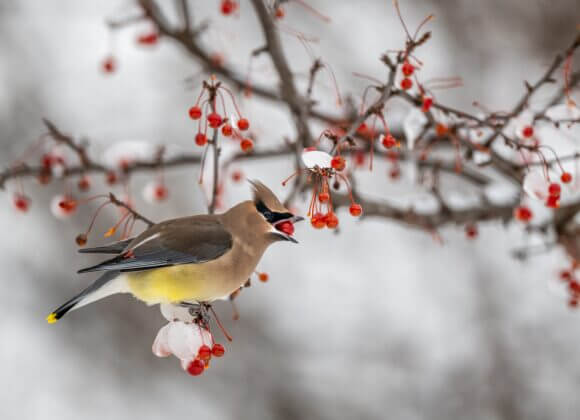 Совет садоводам: смелость быть неопрятным vogel_beeren_pexels-skyler-ewing