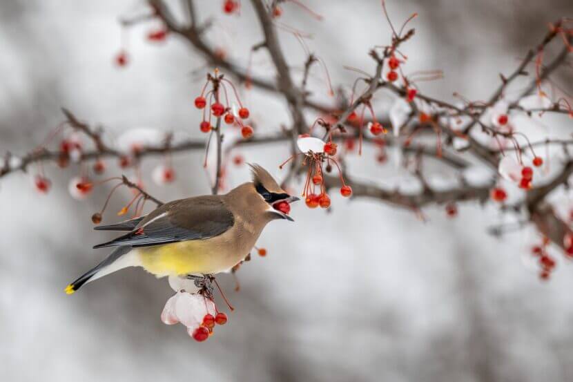 Garden tip: Courage to be messy vogel_beeren_pexels-skyler-ewing