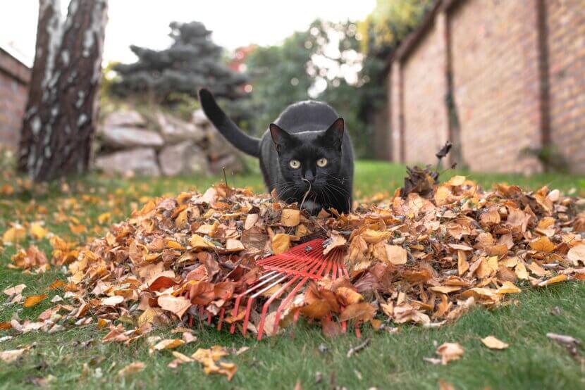 Katze vor Laubhaufen
