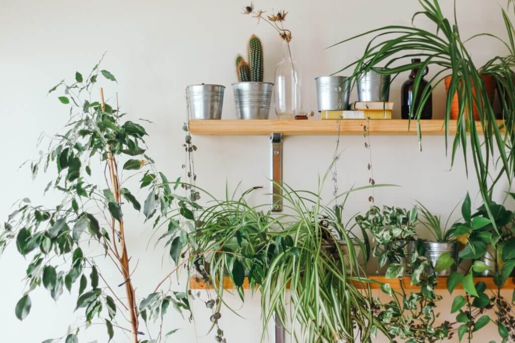 living, sustainability, green living