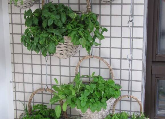 Gemüsegarten am Balkon Gemüsegarten am Balkon, Vertical Gardening