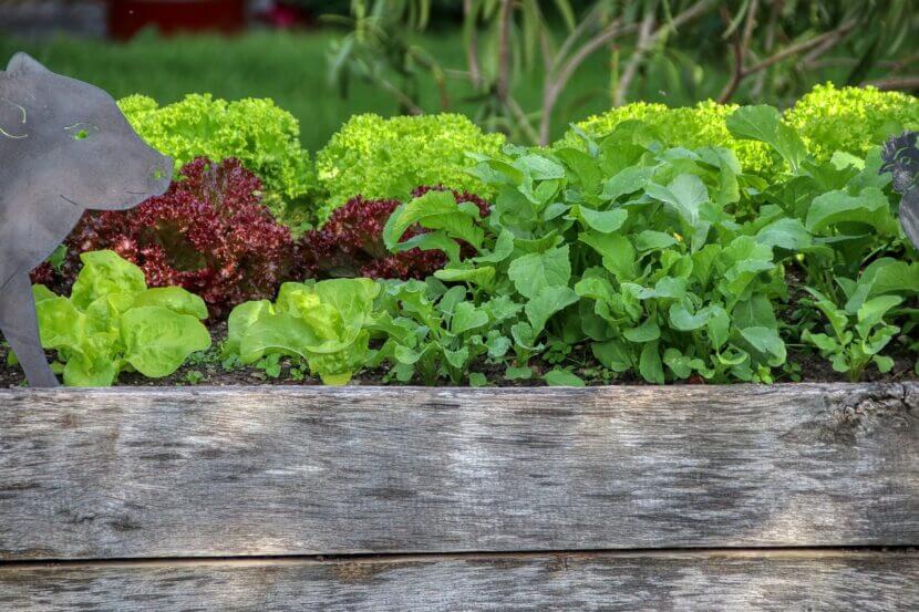 Hochbeet: Wie lege ich es richtig an? garden-5223912_1280