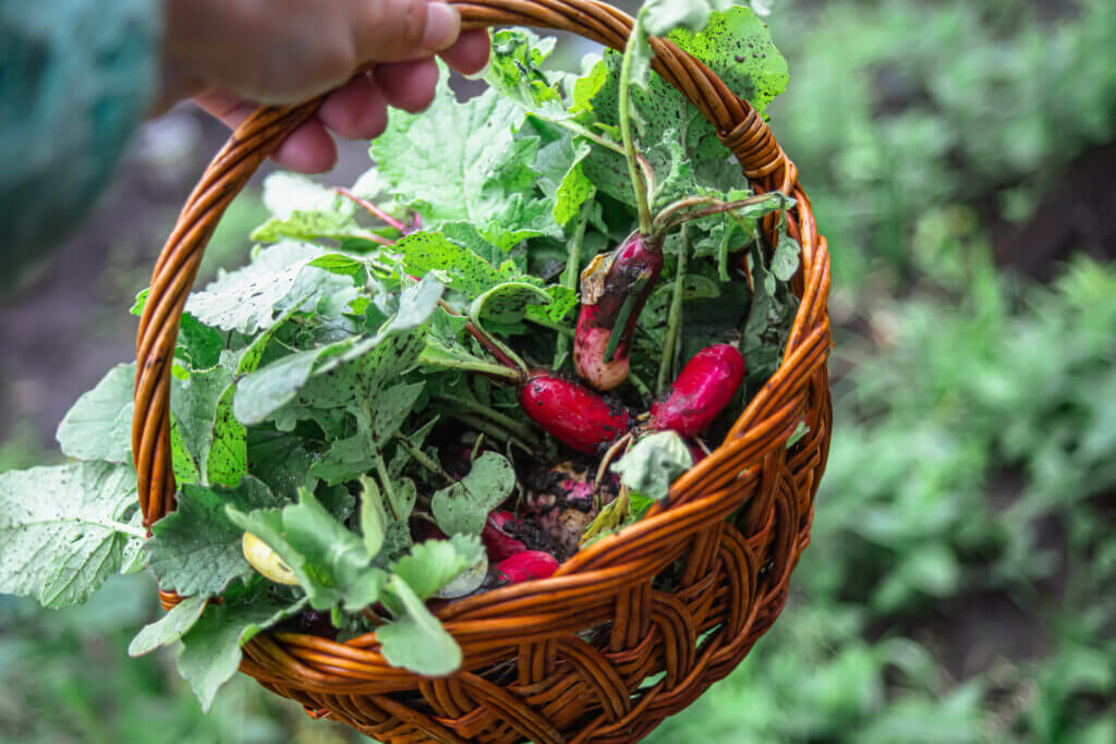 Hochbeet