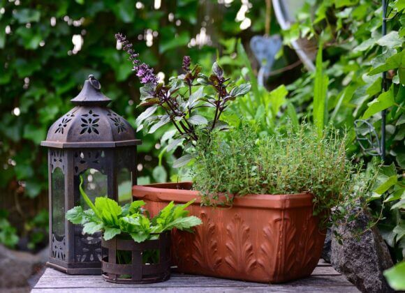 The 7 most popular summer herbs in the kitchen basil-bush-basil-5332038_1280