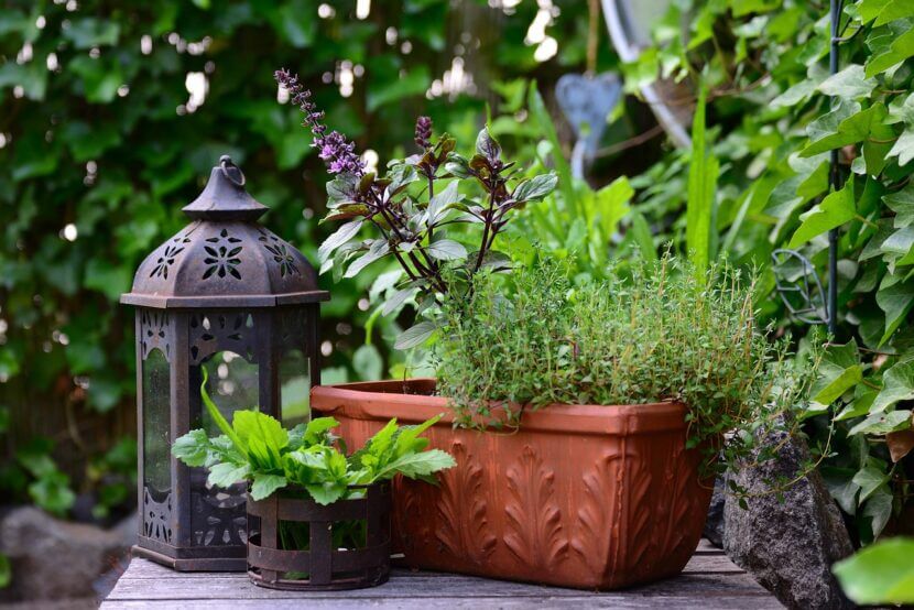 The 7 most popular summer herbs in the kitchen basil-bush-basil-5332038_1280