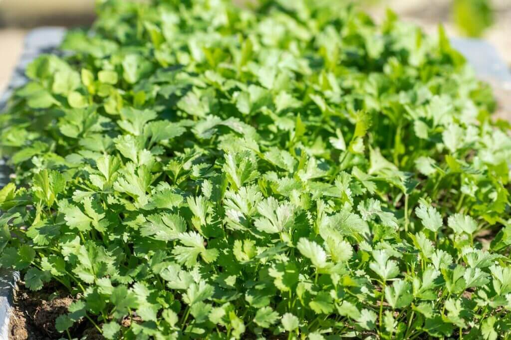 Coriander, Recipes, Summer herbs, Cooking, Recipes