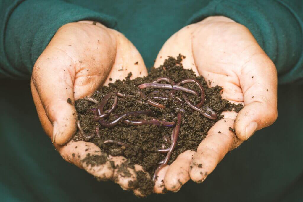 Humus from the compost heap with earthworms