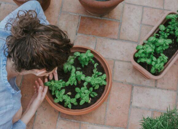 Chasser les fourmis et les moustiques dans la maison : 5 conseils Ameisen und Mücken im Haus vertreiben