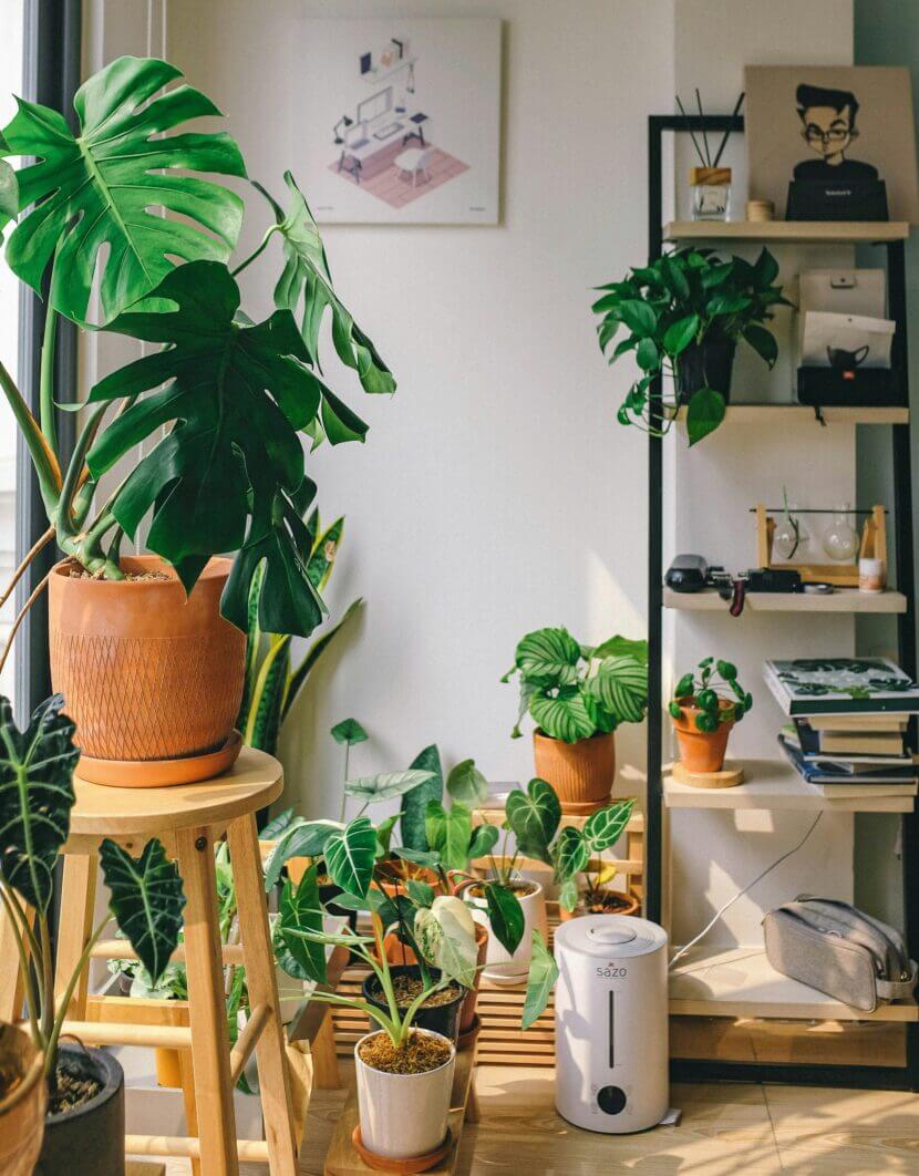 So beautifully green - easy-care houseplants huy-phan-dM317CbttyY-unsplash