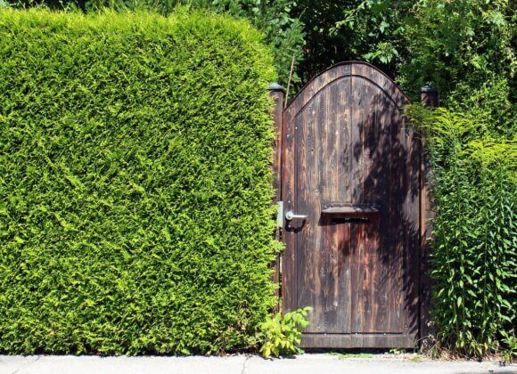 Sichtschutz im Garten: Was ist möglich, was ist erlaubt? privacy-hedge-414227_1280