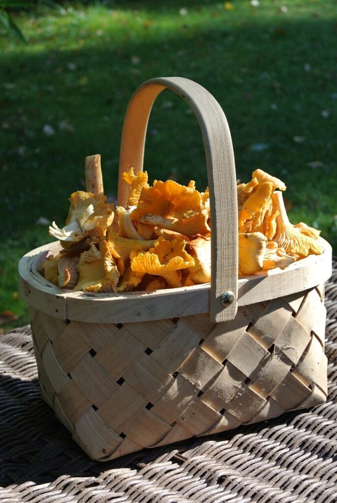 Mushrooms, mushroom season, mushroom picking, chanterelles