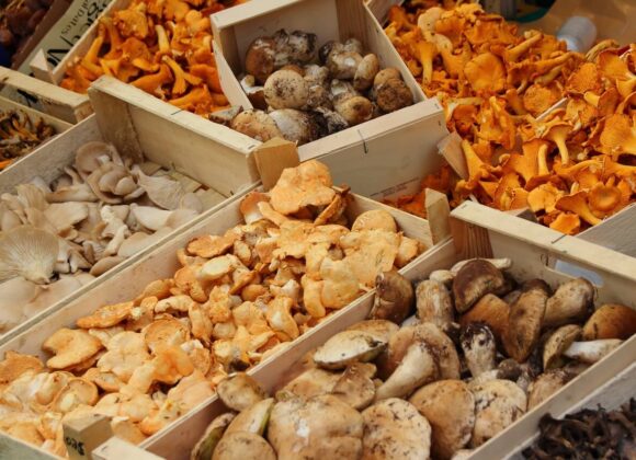 Köstliche Schätze im Wald – was Sie über Pilze wissen müssen mushrooms-523629_1280