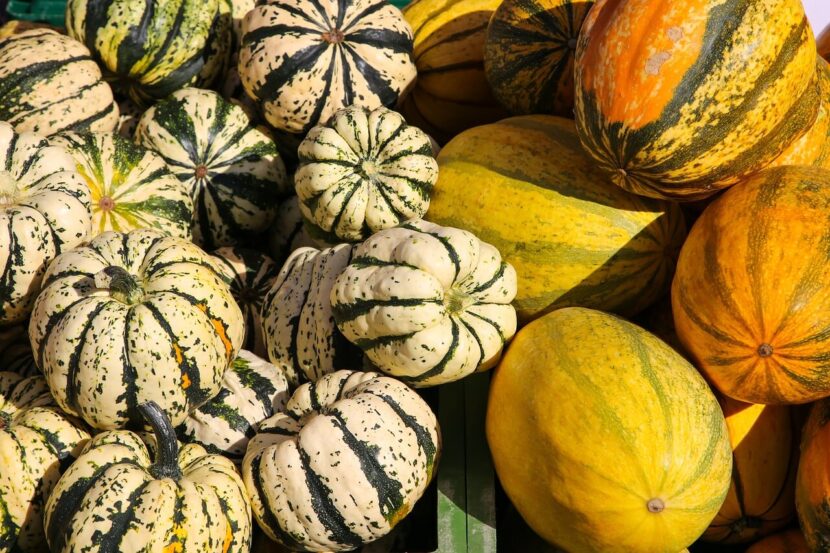 La courge, un aliment polyvalent pumpkin-3665347_1280