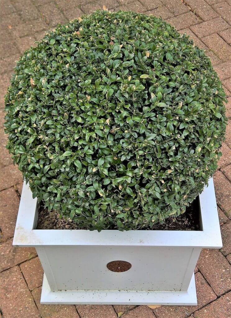 Hiverner les plantes en pot, plantes, hiverner, quartier d'hiver
