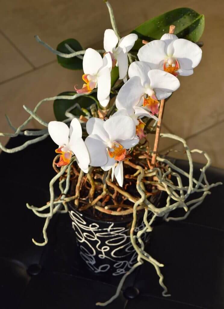 Soigner les orchidées, arroser, plantes d'intérieur