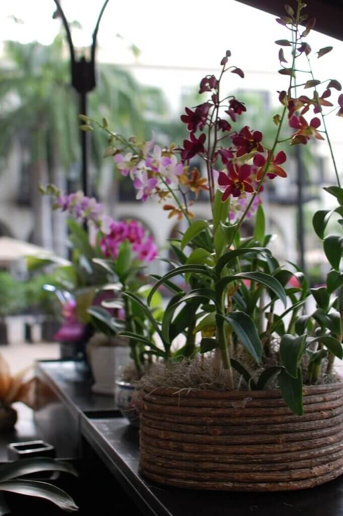 Soigner les orchidées, arroser, plantes d'intérieur