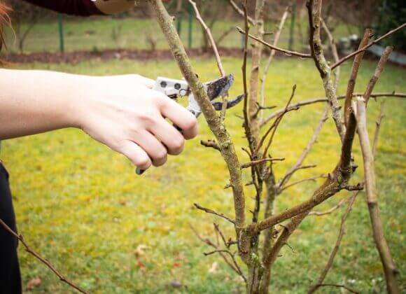 Der richtige Schnitt für ihren Garten fruit-tree-cut-_Bild von Carina Wojtak auf Pixabay