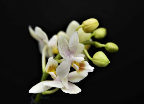 Orchideen richtig pflegen orchid-4848687_1280