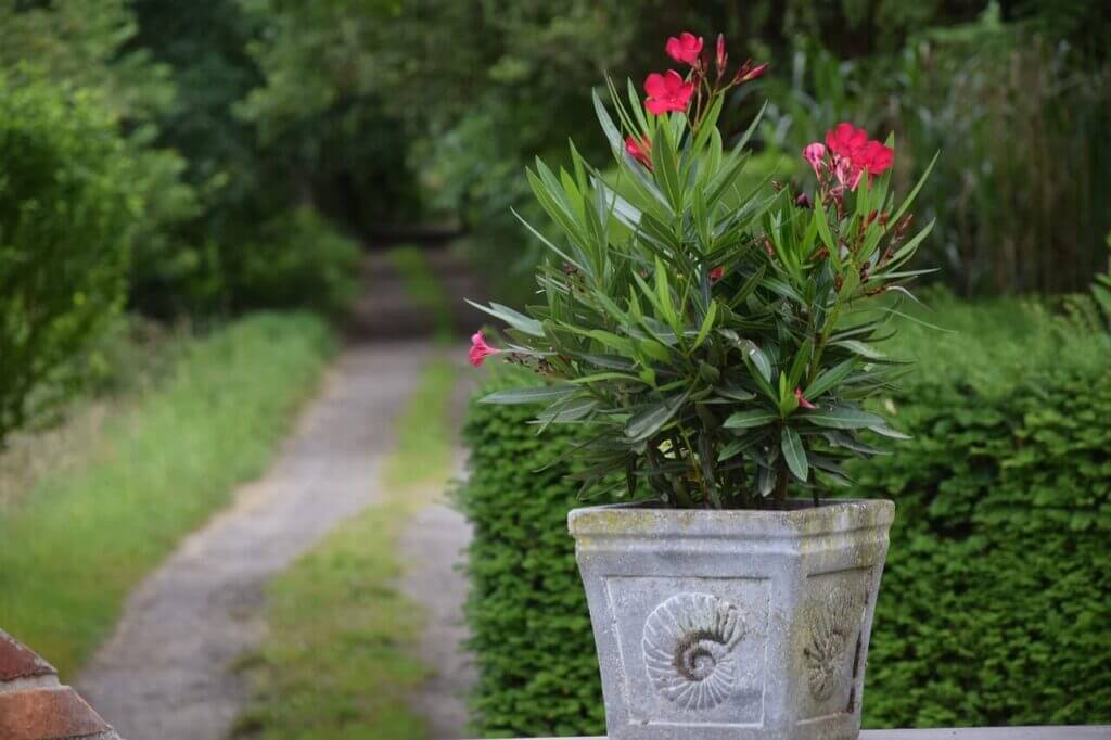 Hiverner les plantes en pot, plantes, hiverner, quartier d'hiver