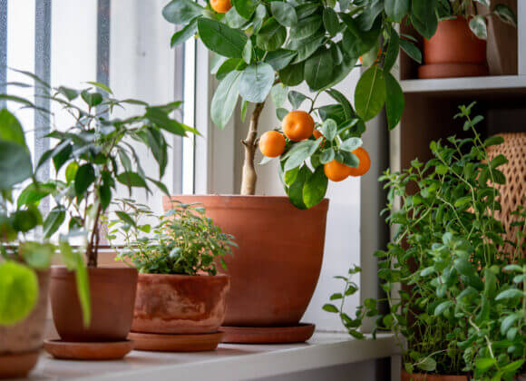 Topfpflanzen überwintern – alles was sie wissen müssen Tangerine tree with fruits in terracotta pot on windowsill at home. Calamondin citrus plant.