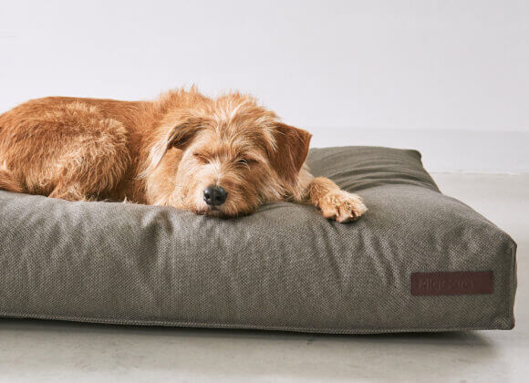 Wow wow – so finden Sie das beste Hundebett Hundepolster_Credit MiaCara