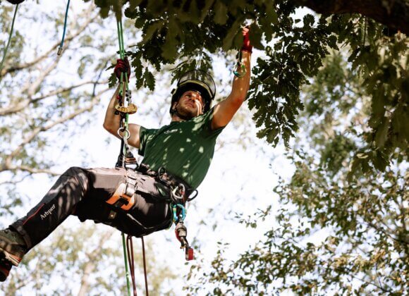 Tree felling on your own property TREEBEE´s