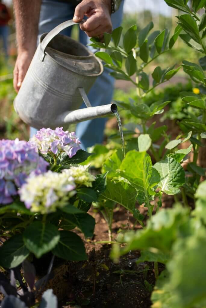 Hortensien, Blumen, Garten