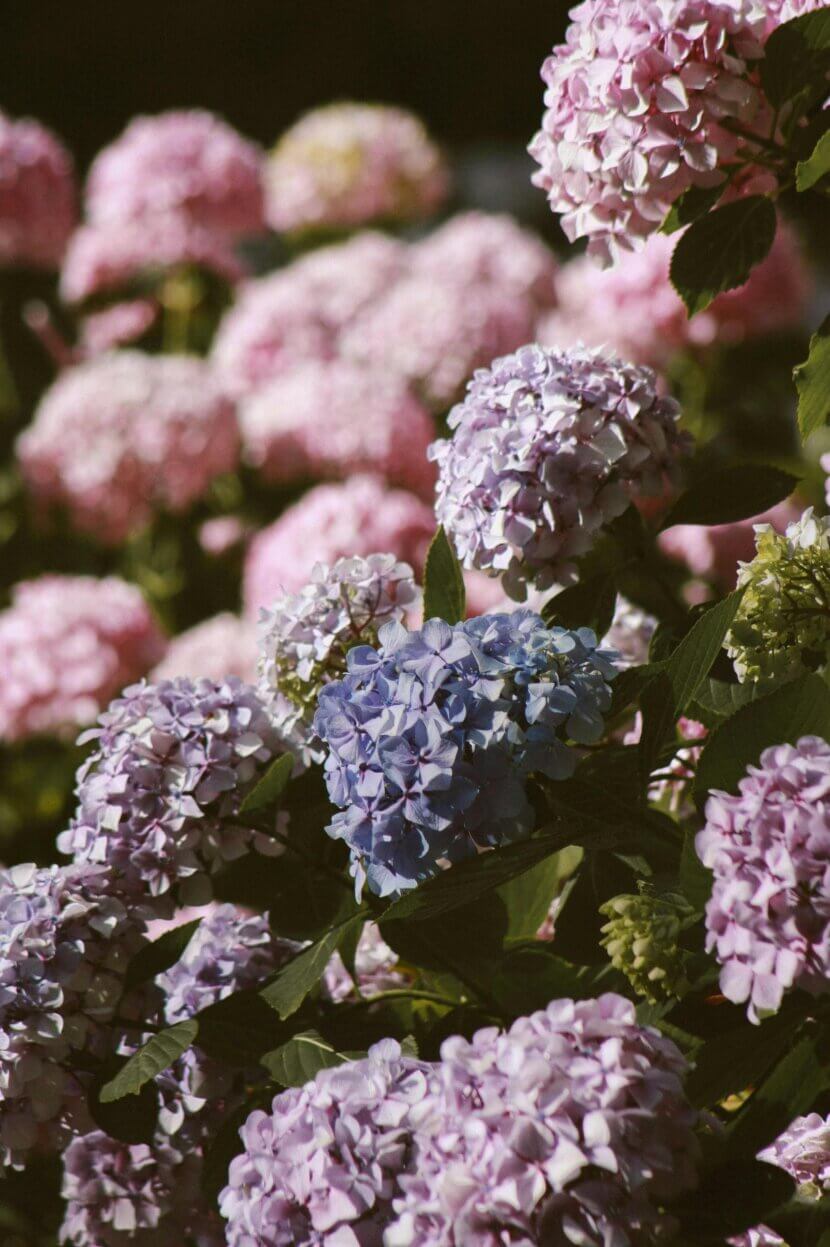 Hortensien pflegen: Die besten Tipps für prächtige Blüten Hortensien.Strauch_pexels-andreea-ch-371539-1204940
