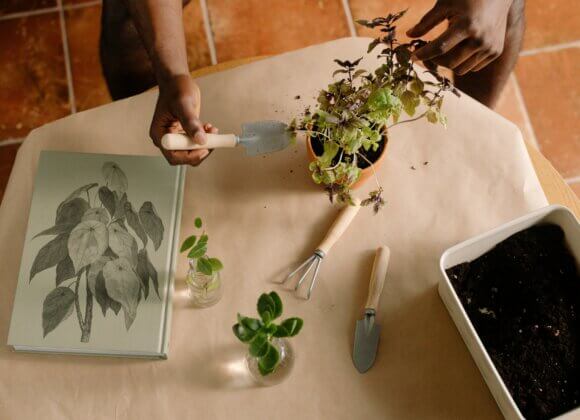 The best gardening guides for gardening fans Gartenbuch, Gartenbücher