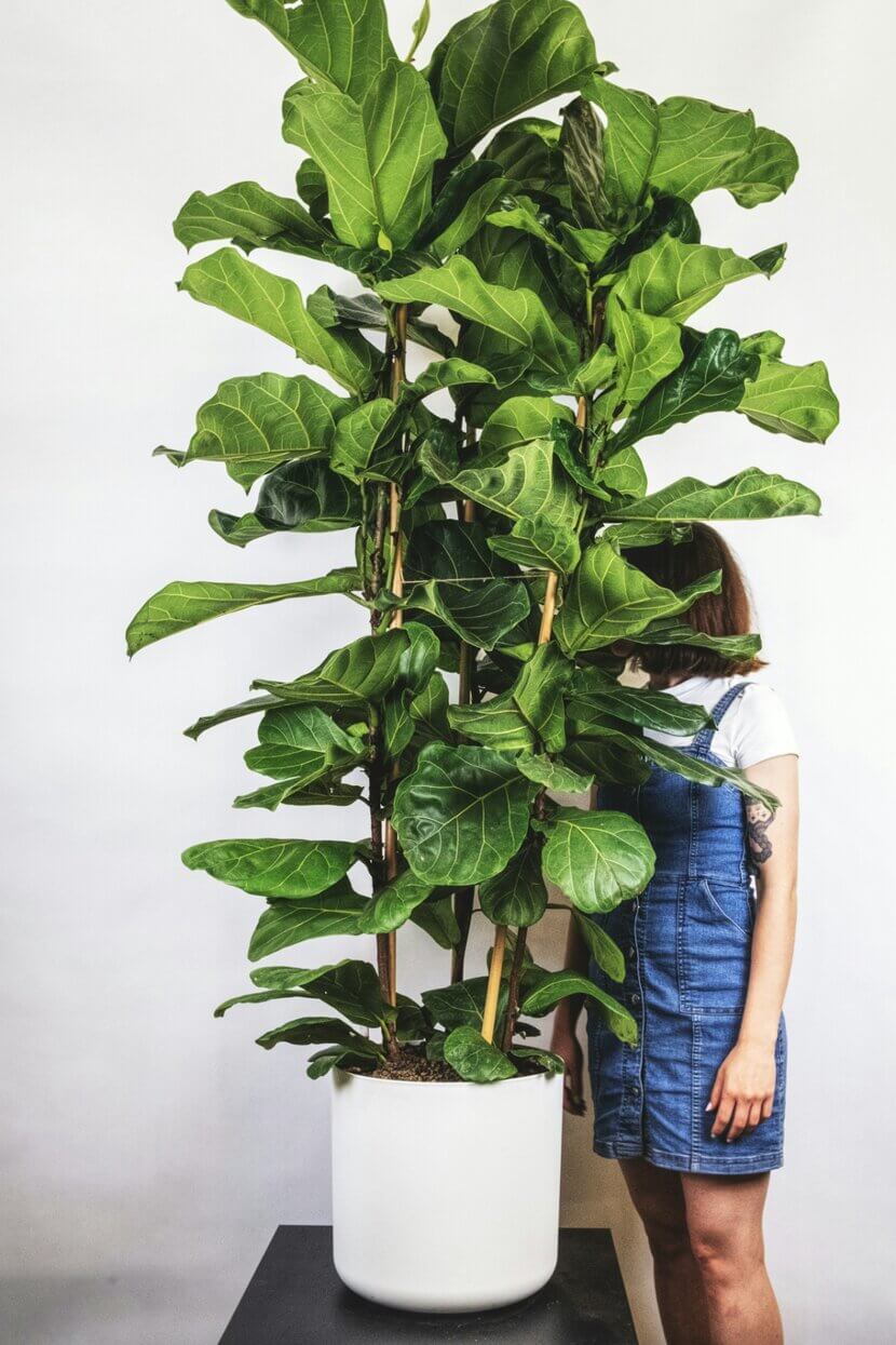 Green boundaries: plants as natural room dividers feey-UQZfYZO00C8-unsplash