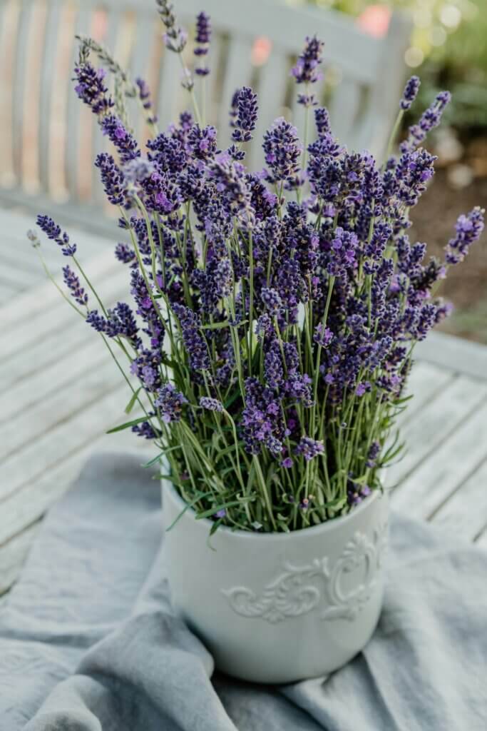 Lavendel pflegen