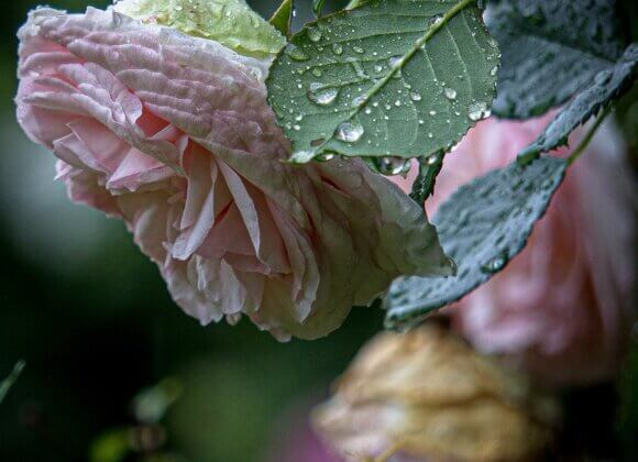 Rainwater harvesting in the garden pink-5209130_1280