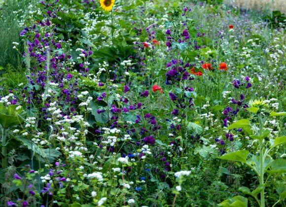 Permaculture: everything you need to know Vielfalt im Garten 1_Foto von Marco de Winter auf Unsplash