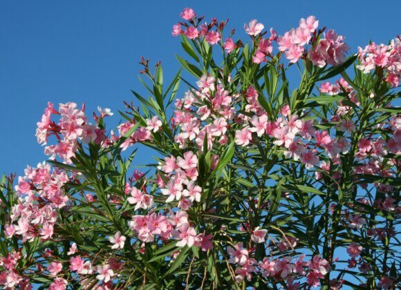 Mediterranes Flair mit Oleander: Pflege und Standort-Tipps khadeeja-yasser-gEm2jsRcUPM-unsplash