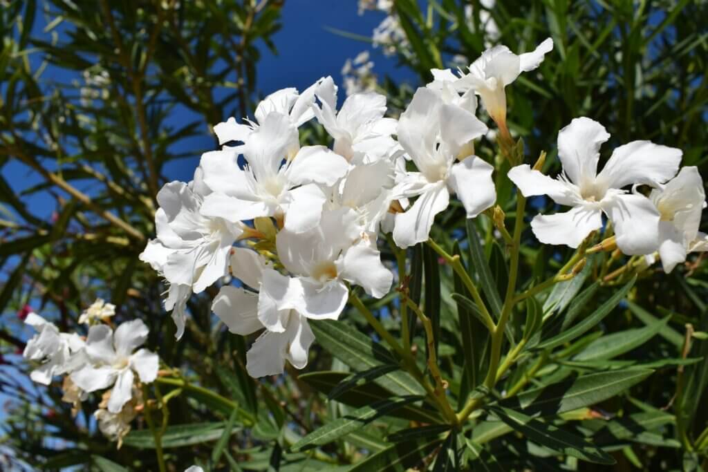 Laurier-rose, entretien, taille, emplacement