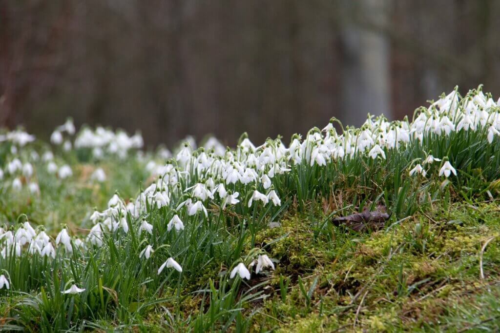 Entretien automnal, pelouse, printemps