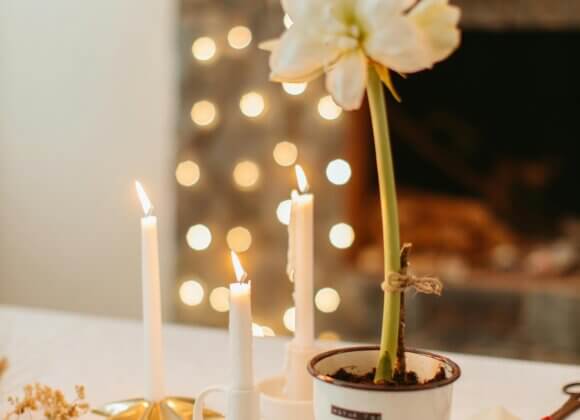 Richtig gepflegt: So blüht die Amaryllis jedes Jahr Amaryllis Topf_pexels-anastasia-shuraeva-6305607