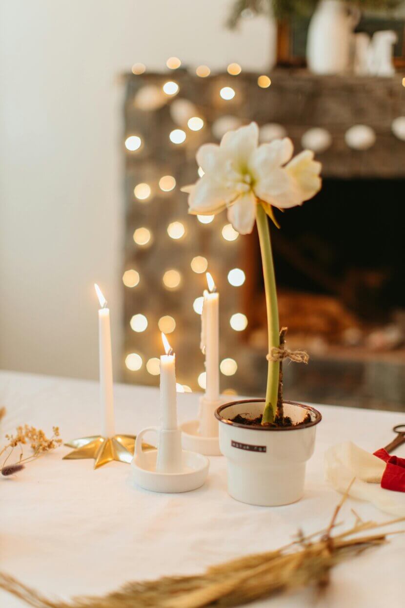 Amaryllis Topf_pexels-anastasia-shuraeva-6305607