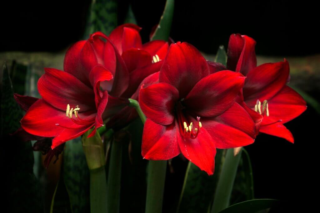 Amaryllis, Amaryllis pflegen