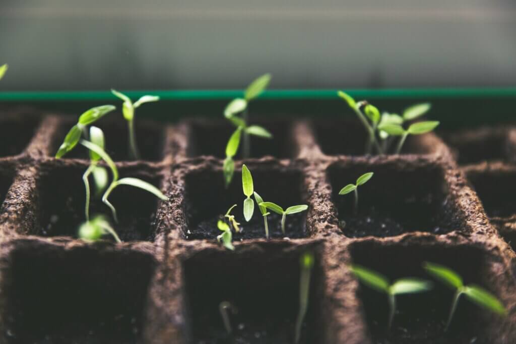 Prepare garden, Pre-cultivation, Garden