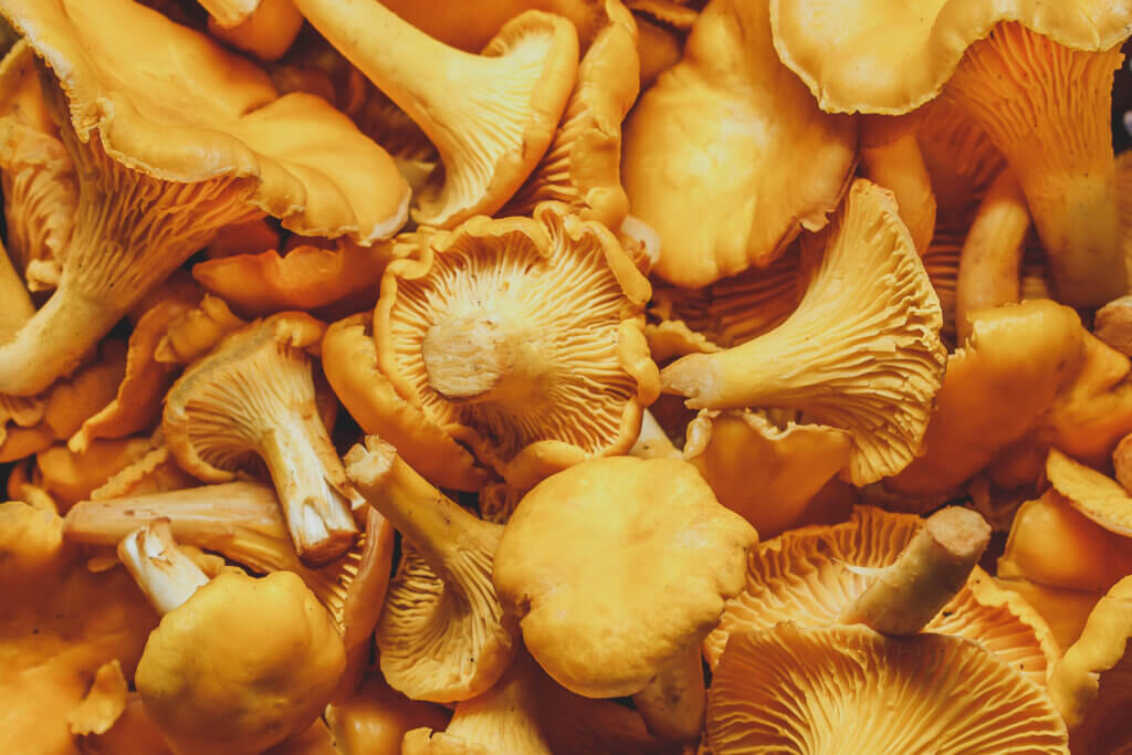 Ingrédients sains, champignons, MTC