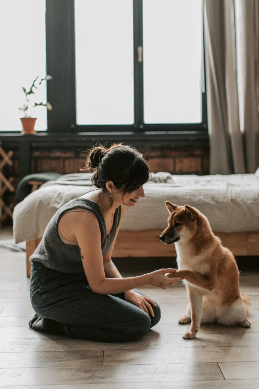 Aménager son logement pour les chiens Photo de présentation_pexels-vlada-karpovich-6802905