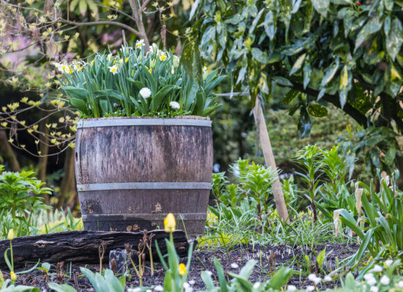 Preparing the garden in February: 8 things you can do now In garden