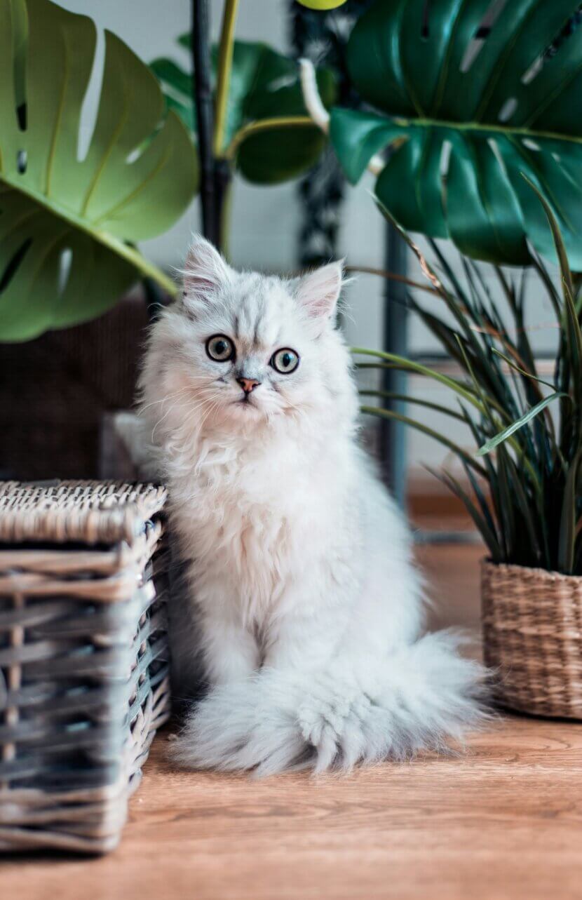 Reconnaître et éviter les plantes d'intérieur toxiques pour les animaux domestiques Photo d'ouverture_Photo de Rana Sawalha sur Unsplash